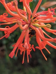 Hypodynerus vespiformis