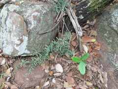 Asparagus aggregatus