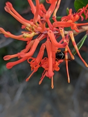 Hypodynerus vespiformis