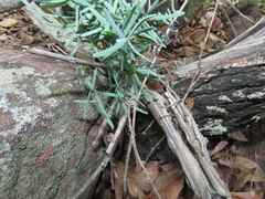 Asparagus aggregatus