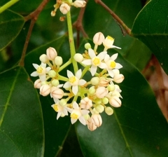 Casearia corymbosa