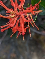 Hypodynerus vespiformis