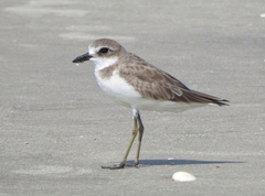 Charadrius leschenaultii