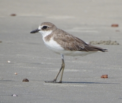 Charadrius leschenaultii