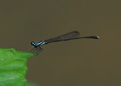 Elattoneura analis