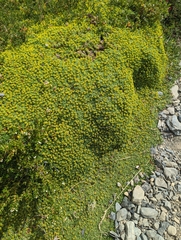 Azorella trifurcata