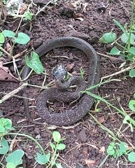 Crotaphopeltis hotamboeia