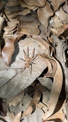 Centroctenus brevipes