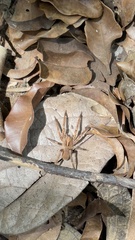 Centroctenus brevipes