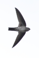Aerodramus fuciphagus