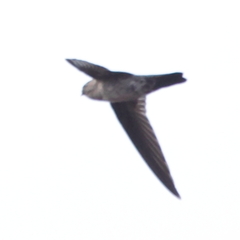 Aerodramus fuciphagus