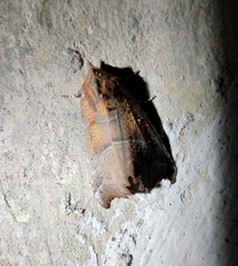 Scoliopteryx libatrix
