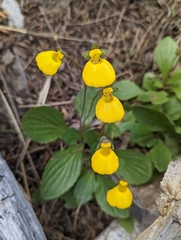 Calceolaria biflora