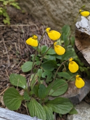 Calceolaria biflora