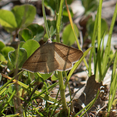 Petrophora chlorosata