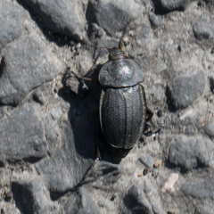 Silphidae