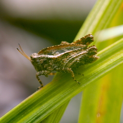 Tetrix tenuicornis
