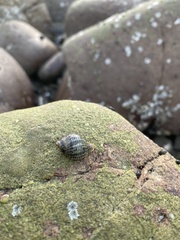 Acanthinucella