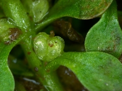 Callitriche japonica