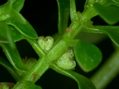 Callitriche japonica
