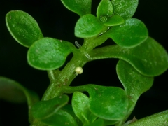 Callitriche japonica