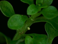 Callitriche japonica