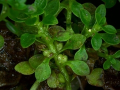 Callitriche japonica