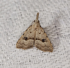 Trigonistis asthenopa