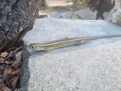 Gerrhosaurus flavigularis