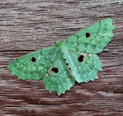 Chlorodontopera discospilata