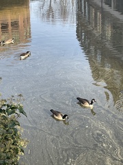 Branta canadensis