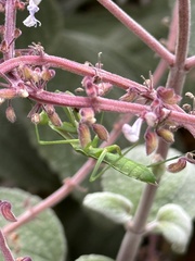 Pseudomantis