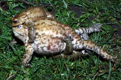 Bufo bufo
