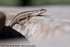 Trachylepis spilogaster