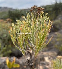 Hymenolepis