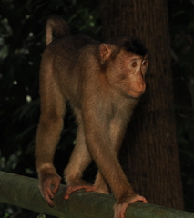 Macaca nemestrina