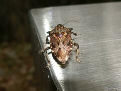 Eocanthecona concinna