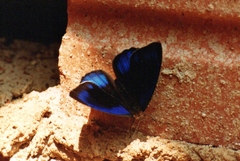 Eunica eurota