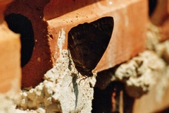 Eunica eurota