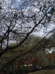 Vachellia abyssinica