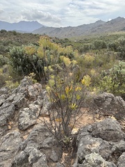 Hymenolepis