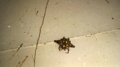 Gasteracantha geminata