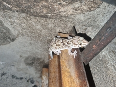 Chondrodactylus turneri