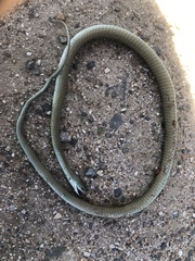 Dispholidus typus typus