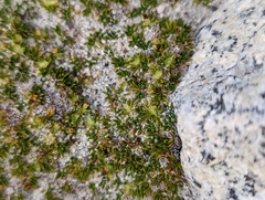 Azorella lycopodioides