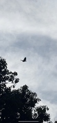 Accipiter