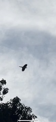 Accipiter