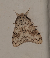 Lymantria alexandrae