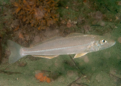 Sillago ciliata