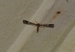 Pterophoroidea